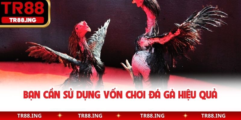 Bạn cần sử dụng vốn chơi đá gà hiệu quả